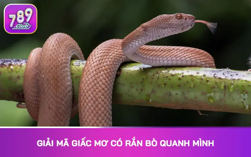 Giải mã giấc mơ có rắn bò quanh mình