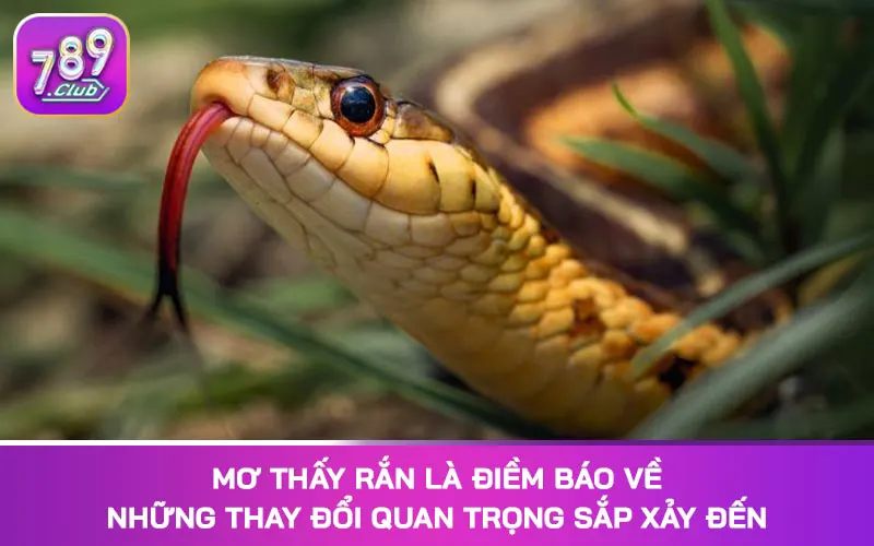 Mơ thấy rắn là điềm báo về những thay đổi quan trọng sắp xảy đến