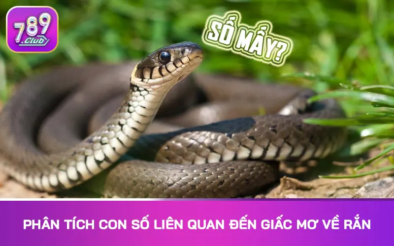 Phân tích con số liên quan đến giấc mơ về rắn