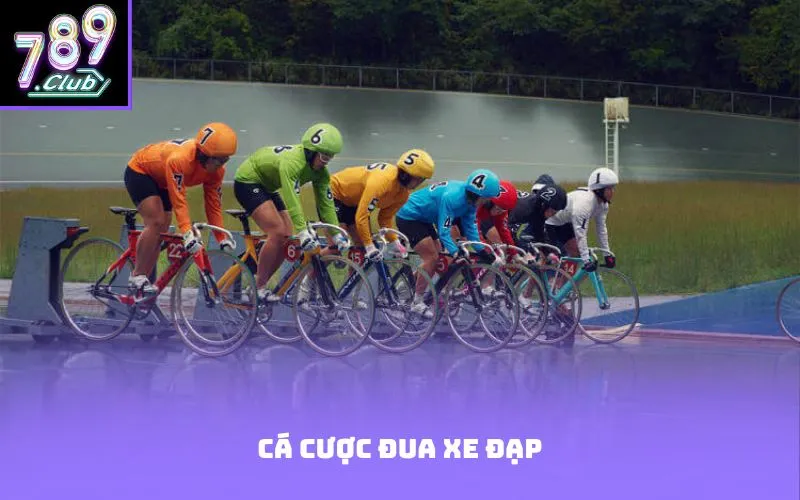Cá cược đua xe đạp