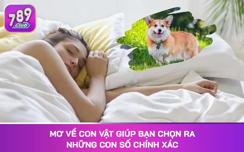 Mơ về con vật giúp bạn chọn ra những con số chính xác
